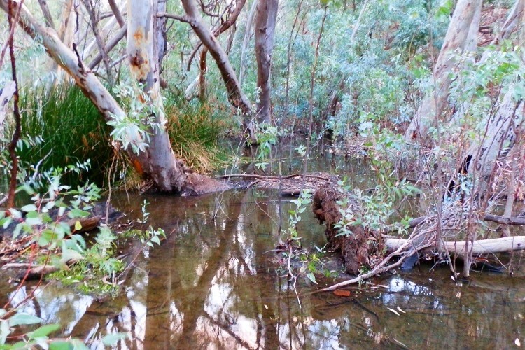 Serene scene of Wilpena Creek, with eucalyptus trees reflecting in the calm waters within Wilpena Pound, Flinders Ranges, South Australia.
