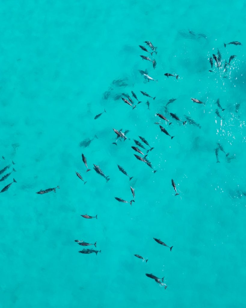 Aerial view of dolphins swimming in turquoise waters