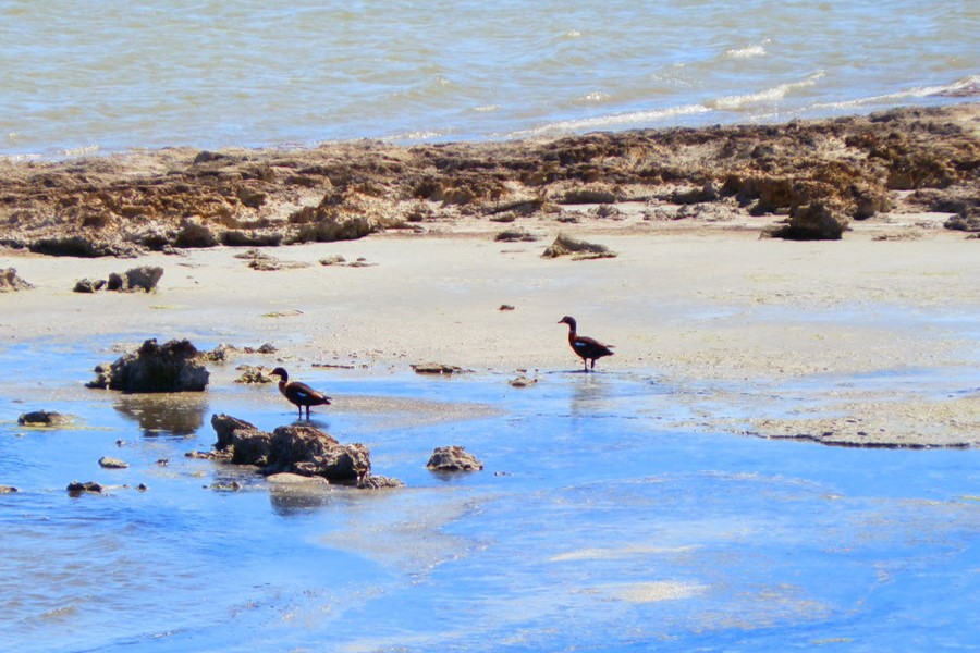 A pair of shelducks standing on a rocky patch near the water's edge at the Coorong National Park, in Salt Creek, South Australia, surrounded by shallow blue water and sandy shoreline.