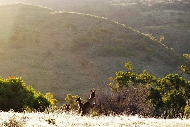 Kangaroos grazing at dawn with the rolling hills of Wilpena Pound in the background, within the Flinders Ranges, South Australia.
