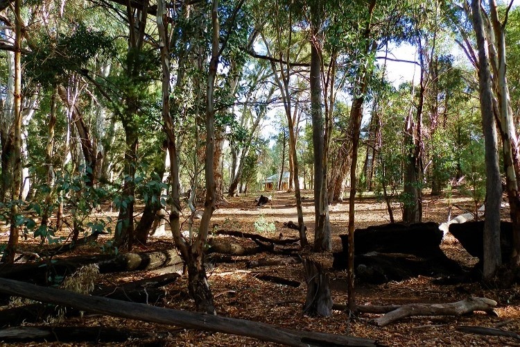 The historic Hills Homestead nestled among the trees within Wilpena Pound, offering a glimpse into the history of the Flinders Ranges, South Australia.