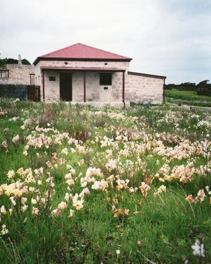 A historic stone building surrounded by wildflowers at Inneston in Dhilba Guuranda-Innes National Park, Yorke Peninsula, South Australia, offering a glimpse into the area's past