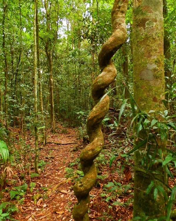 A Murray Scrub in the dense rainforest of Toonumbar National Park, NSW. This lush, green environment is the perfect breeding ground for ticks, an Australian pest.