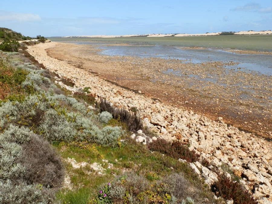 View of the Coorong from Salt Creek Loop Trail, featuring rocky shores, shallow water, and distant sand dunes under a clear sky.