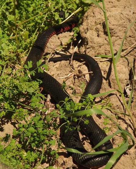 Close-up of a Red-belly Black Snake, in Murray Valley National Park via Deniliquin, New South Wales. It's slithering across a patch of grass and dry soil, blending into the natural surroundings.