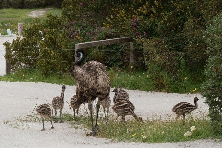 A group of emu chicks following an adult emu across a sandy trail in Dhilba Guuranda-Innes National Park, Yorke Peninsula, South Australia, surrounded by native vegetation.