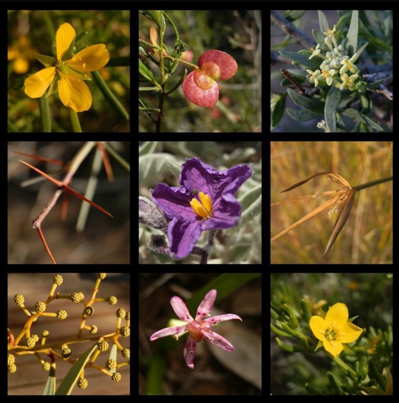 Collage of Angorichina winter flora in the Northern Flinders Ranges, featuring various colorful wildflowers—an ideal addition to any Flinders Ranges itinerary for nature enthusiasts.