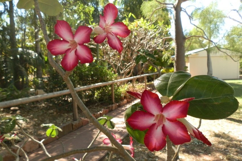 Vibrant pink and white desert rose flowers in bloom at the Darwin Botanical Garden. The flowers stand out against the background of greenery, adding a pop of color to the natural setting. The garden's relaxed atmosphere is evident, with pathways and native plants visible in the background.