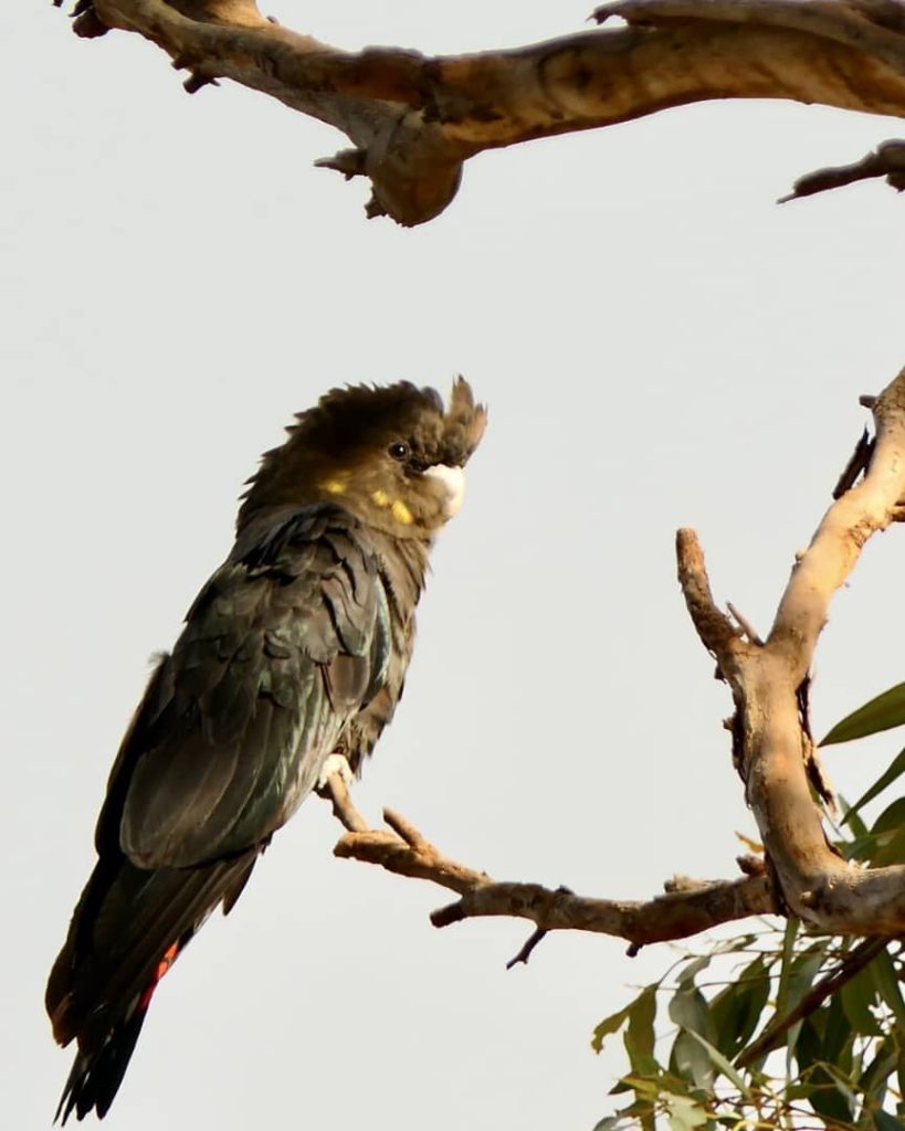 Endangered Glossy Black Cockatoo perched on a tree branch, displaying its dark feathers and distinctive crest, on Kangaroo Island.