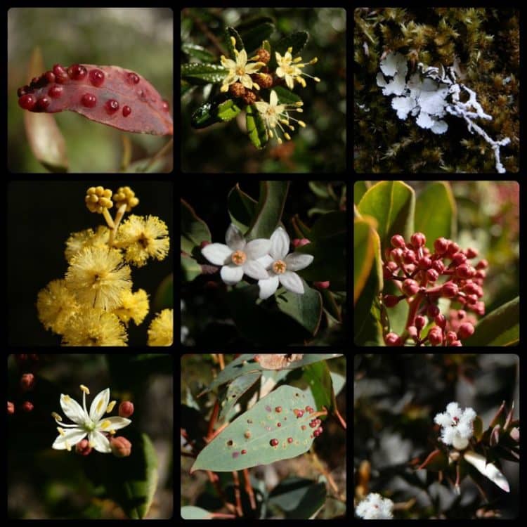 Collage of nine close-up images showcases various plants and flowers likely found on the Bald Rock Climb in Bald Rock National Park. The images feature details like bright yellow pom-pom shaped flowers, clusters of small white flowers, and leaves with red galls. Other images highlight different textures, from moss and lichen to more unique floral forms, emphasizing the diversity of flora in this area.