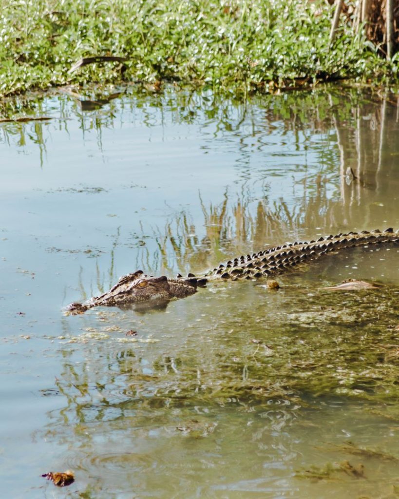 Crocodile swimming in the waters of Kakadu National Park, with its head and back visible above the surface. The surrounding water reflects the nearby greenery and reeds, emphasizing the natural habitat of this iconic Australian predator.