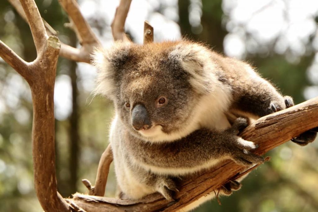Close-up of a koala resting on a tree branch, with soft sunlight highlighting its fur, on Kangaroo Island, South Australia.