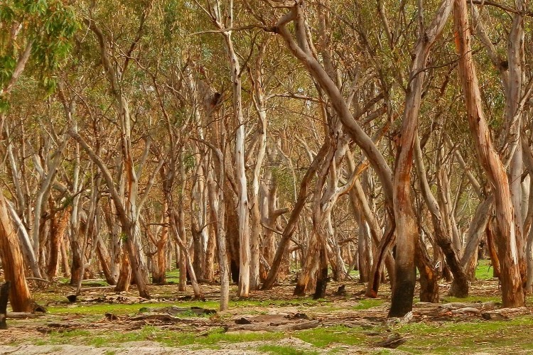 A dense forest of Mallee trees with twisting trunks and vibrant green undergrowth, demonstrating the natural beauty of Wyperfeld National Park.