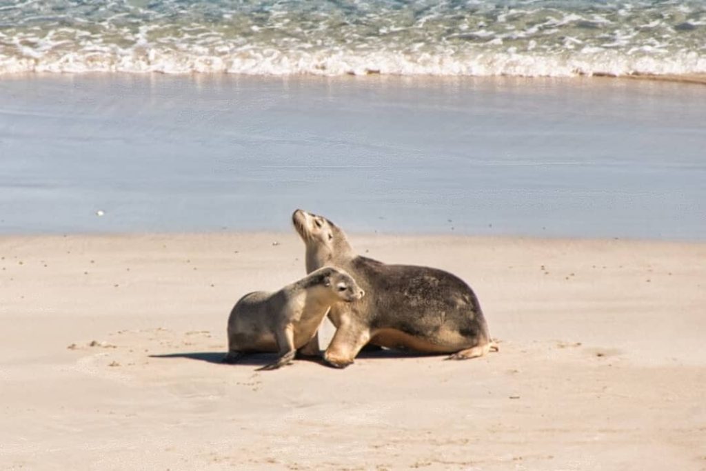 Two seals resting on the sandy beach at Seal Bay, Kangaroo Island, South Australia, with gentle ocean waves in the background.