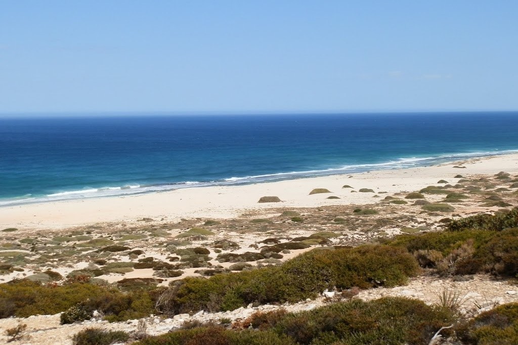 Serene view of a remote beach in South Australia, with clear blue skies above and the deep blue ocean meeting the pale sandy shore. The foreground includes sparse coastal vegetation, with low shrubs scattered across the sandy dunes, leading to the wide, untouched beach and calm waves gently rolling in. The horizon stretches out, offering a peaceful and expansive coastal landscape.