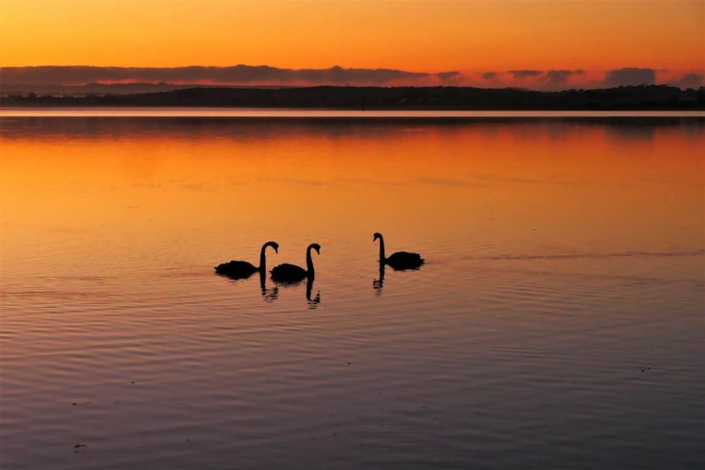Three black swans gliding across calm waters at sunrise, with the sky reflecting orange and pink hues at American River, Kangaroo Island.