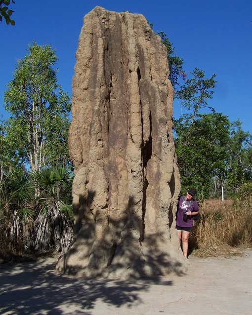 Large termite mound in Litchfield National Park, standing tall against a backdrop of trees and dry grass. A person beside the mound provides a sense of scale, highlighting the impressive size and unique structure of these natural formations.