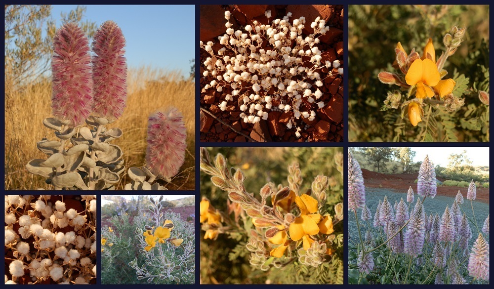 Collage of vibrant wildflowers, showcasing the natural beauty and biodiversity, a highlight of things to do in Tom Price.