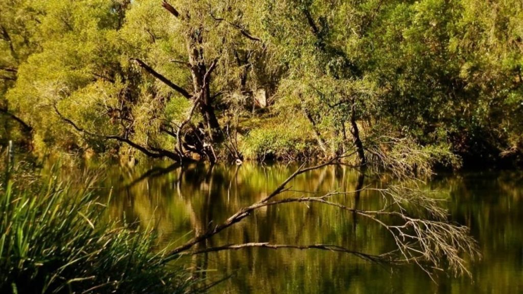 A tranquil scene at Tooloom Creek upstream near Woodenbong, New South Wales, with dense green foliage reflecting on the calm creek water.