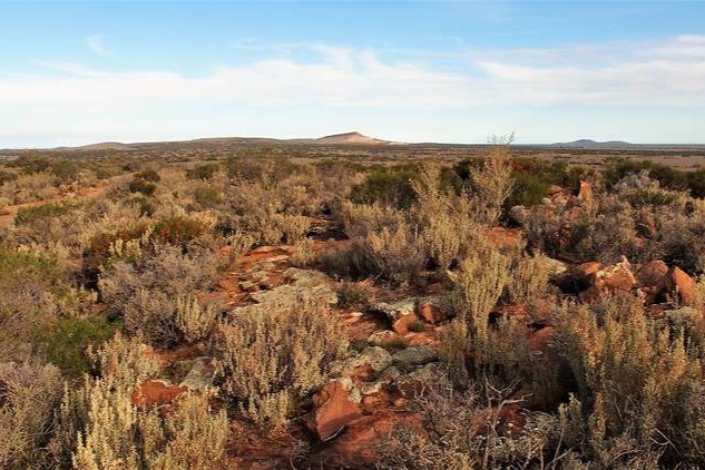 Panoramic view from the summit of Wild Dog Hill, featuring the expansive, shrub-dotted landscape of Whyalla Conservation Park.