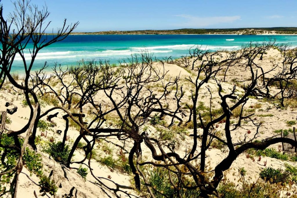 View of Vivonne Bay on Kangaroo Island, showing turquoise waters and sandy dunes with visible bushfire-damaged branches in the foreground.