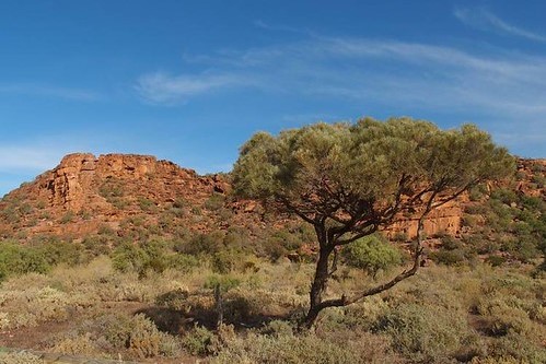 A solitary Western Myall tree standing against the red rocky backdrop of Wild Dog Hill, highlighting the natural flora of Whyalla Conservation Park.