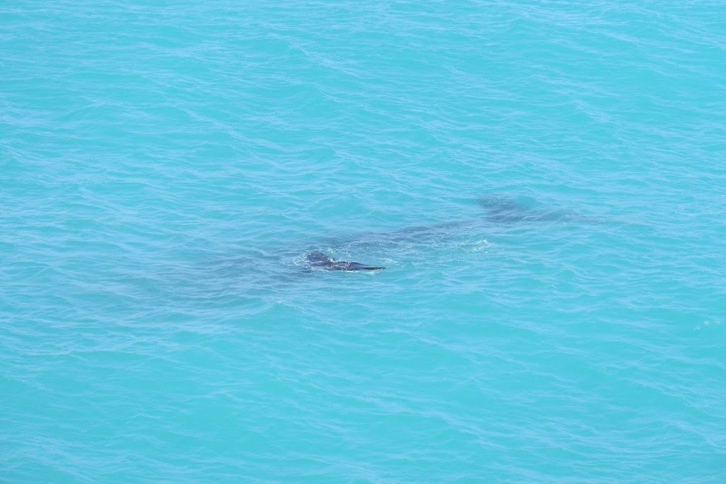 A whale partially visible beneath the clear blue waters of the Great Australian Bight, seen during whale watching on the Nullarbor.