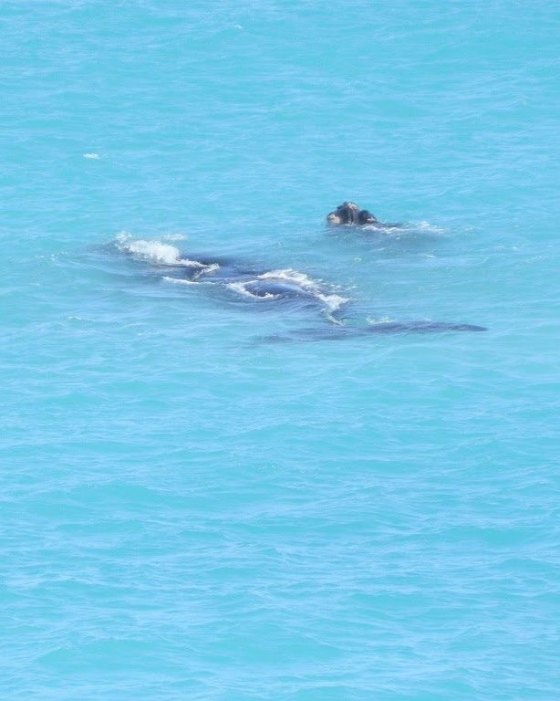 A whale calf swimming playfully near its mother in the bright blue waters at the Head of Bight, South Australia, a popular spot for whale watching on the Nullarbor.