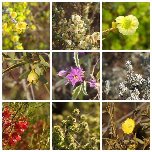 Collage of various wildflowers found in Whyalla Conservation Park, displaying vibrant yellows, purples, and reds.