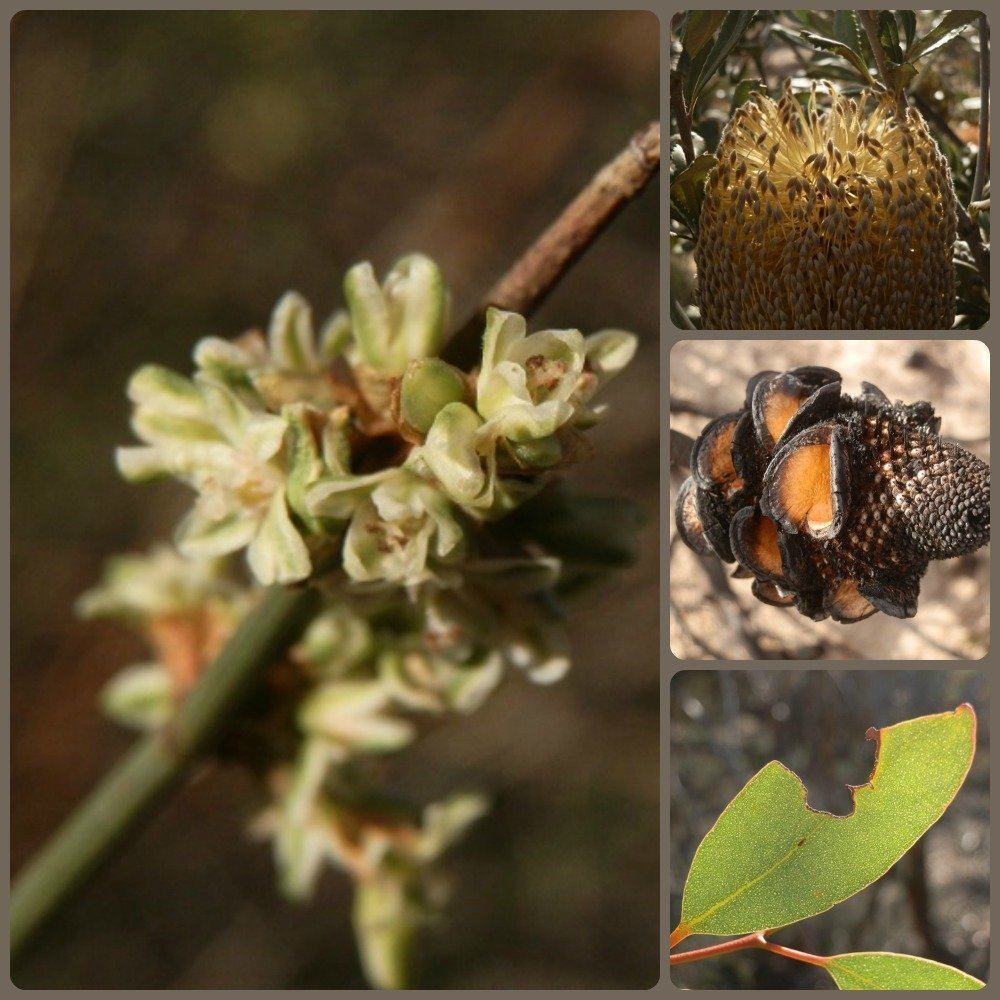 A collage of close-up shots of native flowers and plants in Wyperfeld National Park, including delicate blossoms and seed cones, showcasing the diversity of flora.