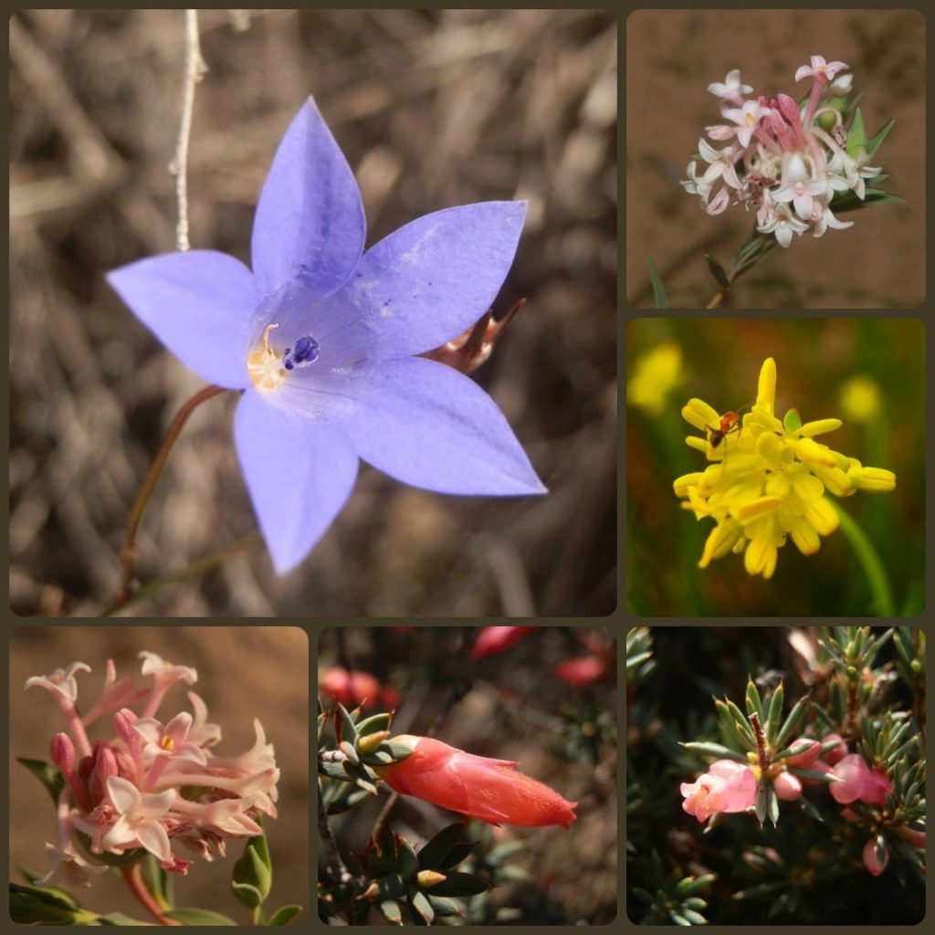 A collage of close-up shots featuring various wildflowers found in Wyperfeld National Park, including vibrant purple, pink, yellow, and white blossoms, highlighting the area's botanical diversity.