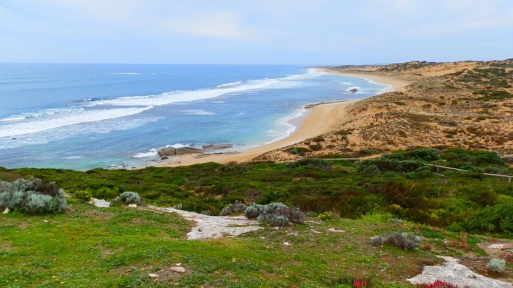A stunning view of Browns Beach in Innes National Park, Yorke Peninsula, South Australia, stretches along the coastline with gentle waves rolling onto the sandy shore. The landscape is framed by native coastal vegetation, creating a peaceful and scenic coastal environment.