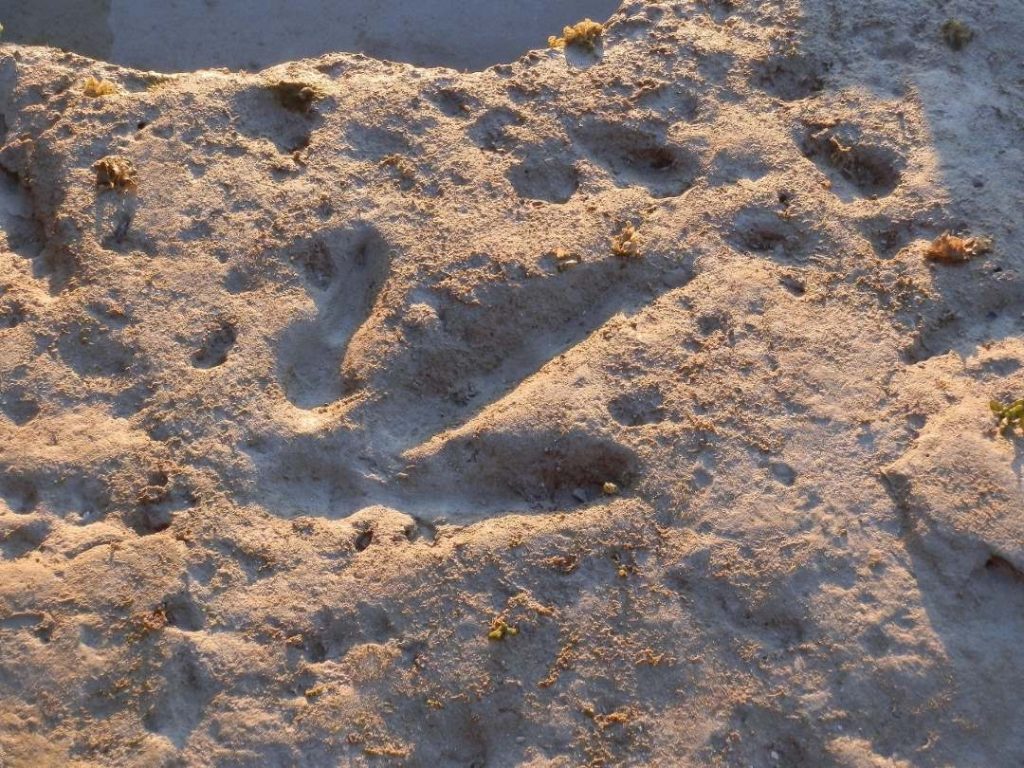 Dinosaur footprint embedded in the rock at Gantheaume Point, Broome, Western Australia. The footprint is slightly sunken into the rock surface, with some small patches of algae or marine life scattered around. The textured rock captures the historic impression, offering a glimpse into prehistoric times.
