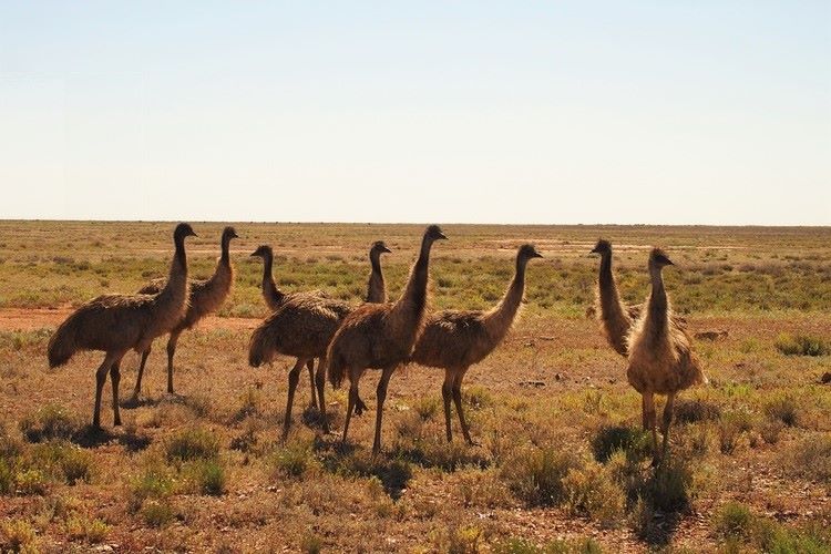 A group of emus standing together in the Australian outback, surrounded by dry grass and sparse vegetation. The open, flat landscape stretches into the distance under a clear blue sky, emphasizing the vastness of the arid environment where these native birds roam.