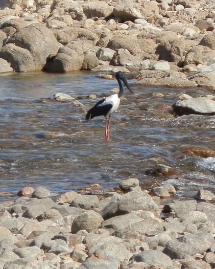A Jabiru (Black-necked Stork) standing in shallow waters at Lake Argyle, Kununurra.