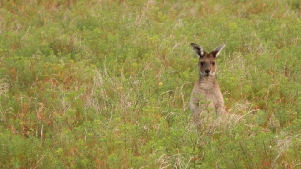 A kangaroo standing alert in the middle of lush green grass in Innes National Park, Yorke Peninsula, South Australia. The kangaroo's curious gaze meets the camera as it blends into the surrounding vegetation, creating a tranquil wildlife scene.