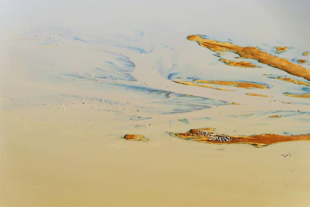 erial view of pelicans gathering on the shallow waters of Lake Eyre in the outback of South Australia, with subtle patterns and earthy hues in the water.