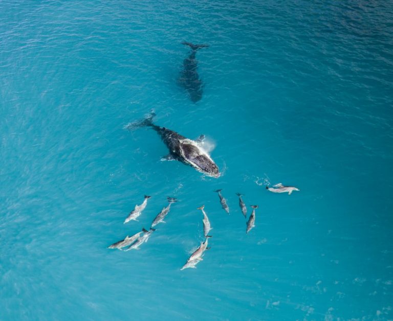 Whale watching, the Nullarbor