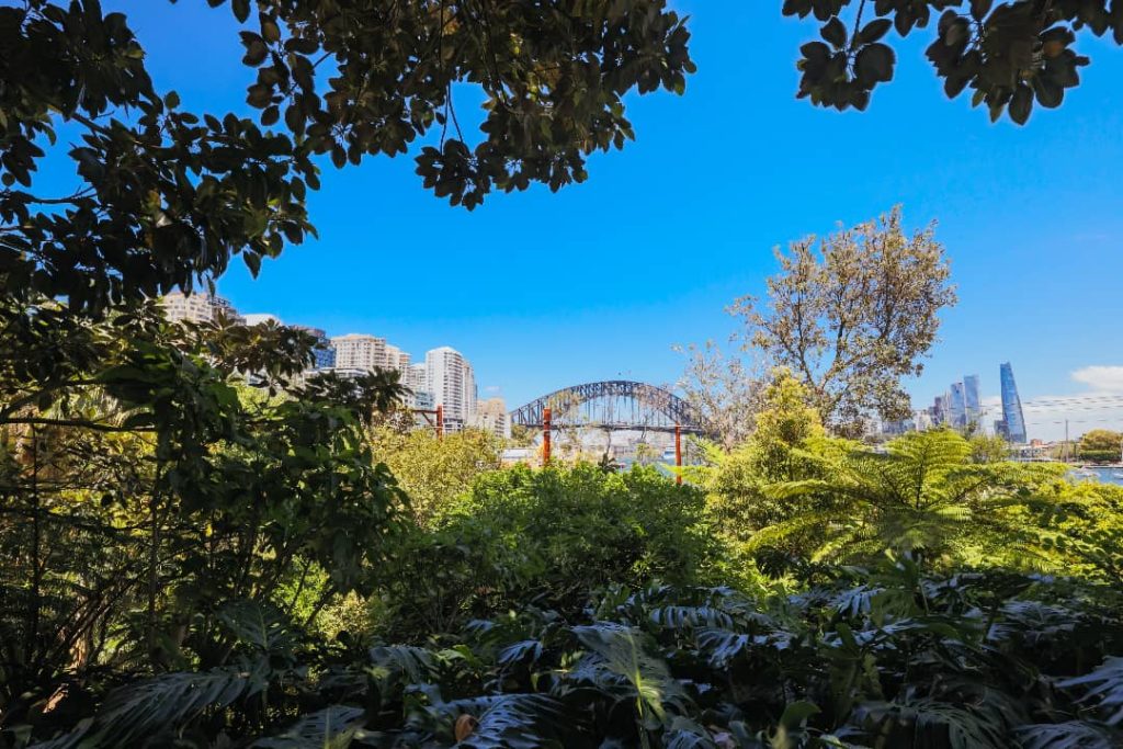 A lush view from Wendy Whiteley’s Secret Garden in Sydney, Australia, with tall buildings and the iconic Sydney Harbour Bridge visible in the background. The greenery frames the cityscape, blending nature with the urban environment.