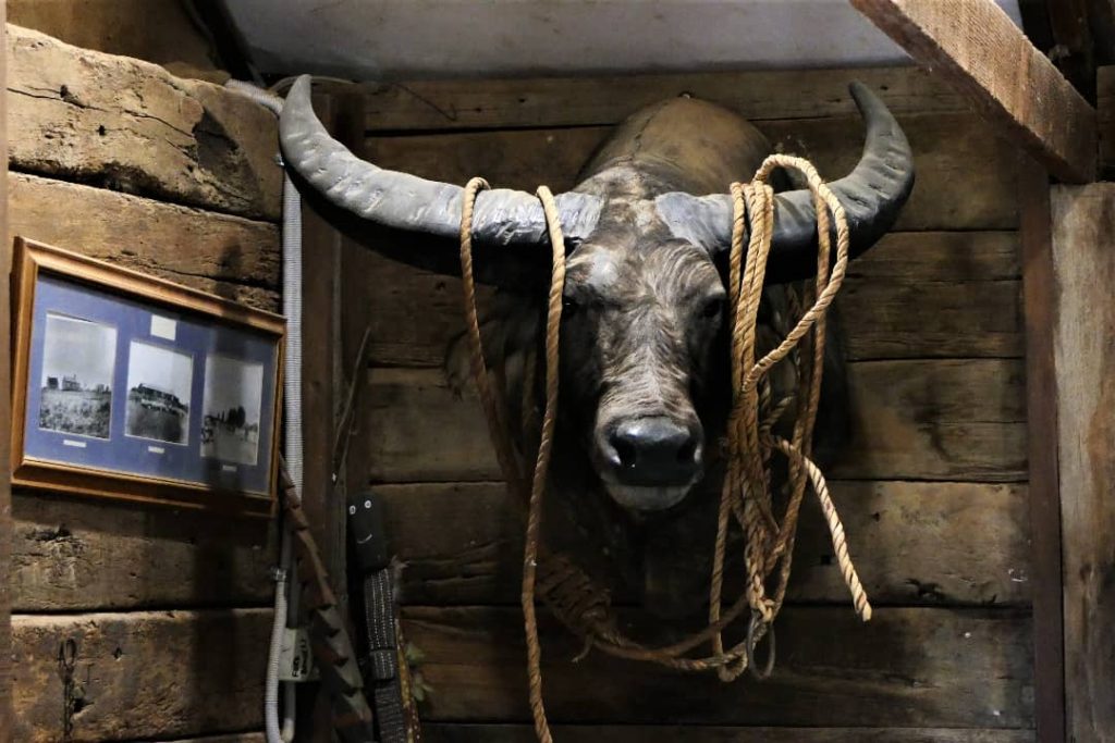 Mounted buffalo head with ropes hanging around its horns, displayed as a mascot inside the William Creek Hotel in the outback of South Australia, with rustic wooden walls and vintage photos.