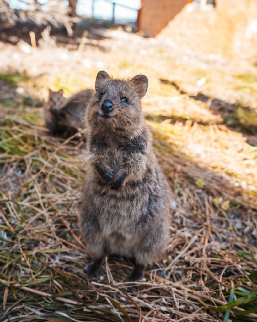 A quokka standing upright on grassy ground, with another quokka in the background at Rottnest Island.