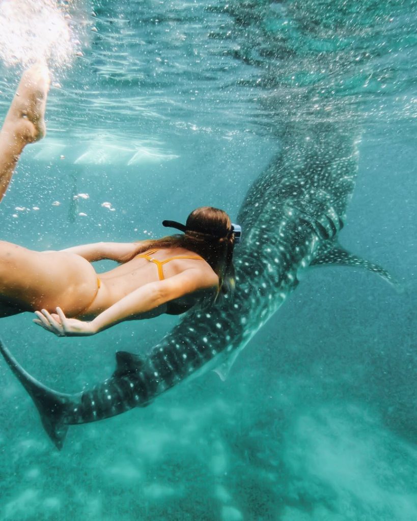 A snorkeler swimming close to a giant whale shark in the clear blue waters of Exmouth, Western Australia. One of the BEST things to do in Western Australia!