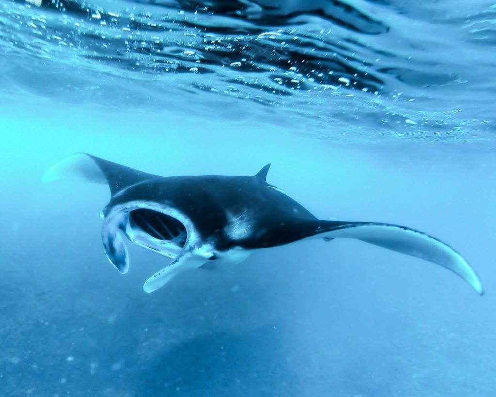 A graceful manta ray swimming in the clear waters of Coral Bay, Exmouth.
