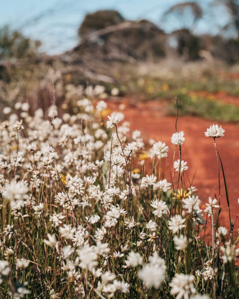 Close-up of white wildflowers blooming along a dirt path in Kalbarri.
