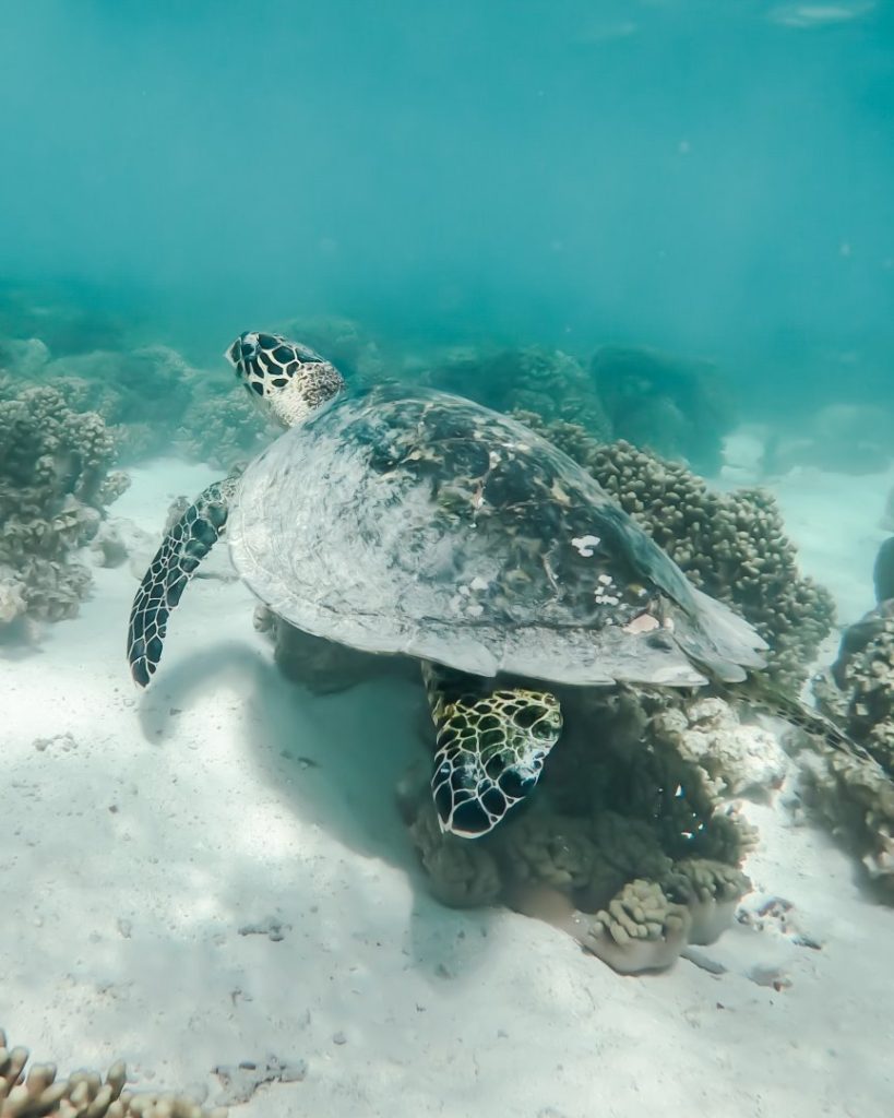 A sea turtle resting among coral reefs in the clear waters of Exmouth.