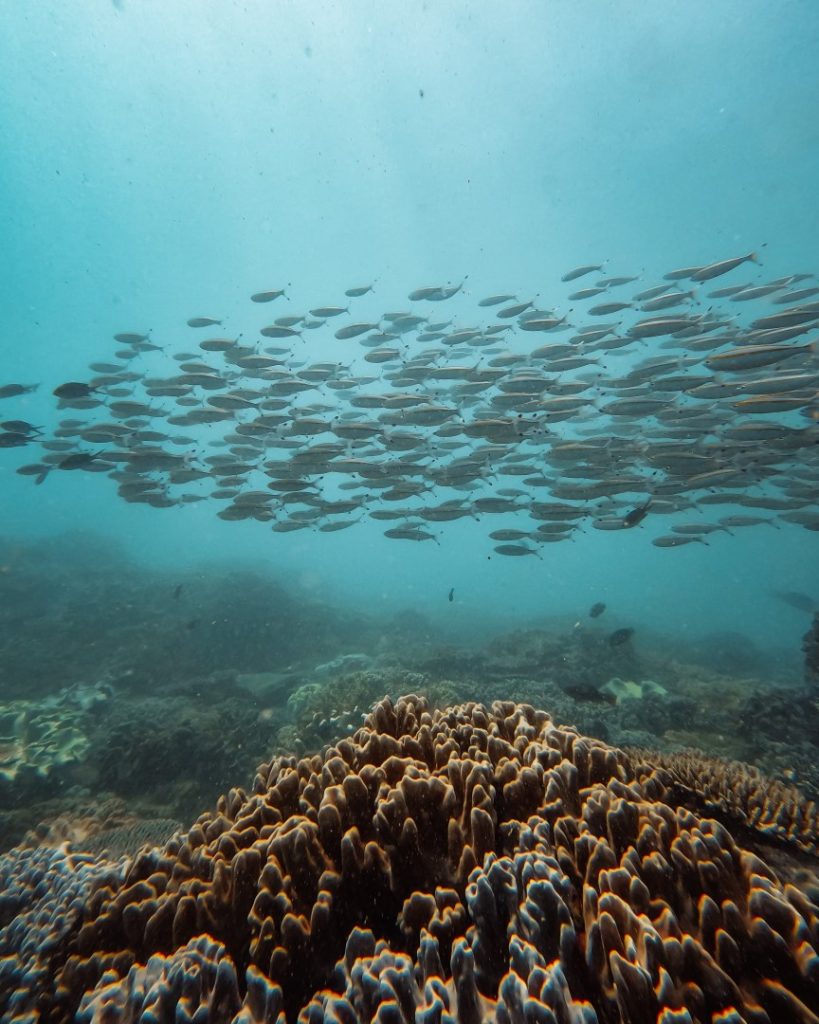 A school of fish swimming above coral reefs in the clear waters of the Murion Islands near Exmouth