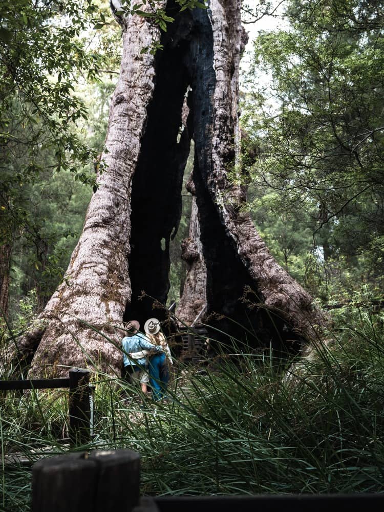 Couple stands near a giant hollow tree in the forests of Denmark, Western Australia.