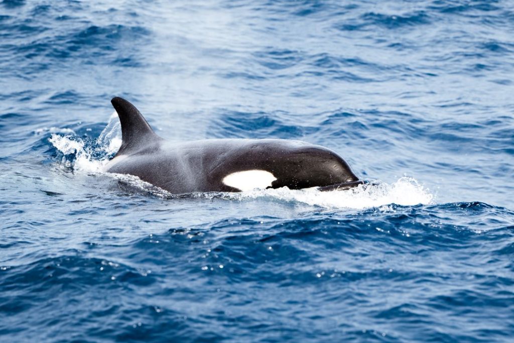 Close-up of an orca whale surfacing in Bremer Bay, Western Australia.