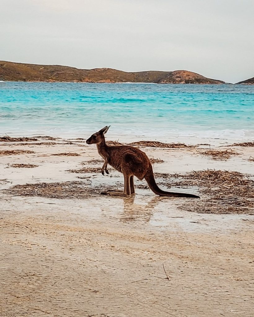 A kangaroo stands on the sandy shores of Lucky Bay, surrounded by turquoise water and distant green hills.