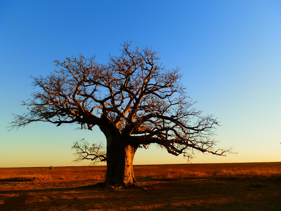 A solitary boab tree stands in silhouette against a glowing orange and blue sunset in the Kimberley region of Western Australia.